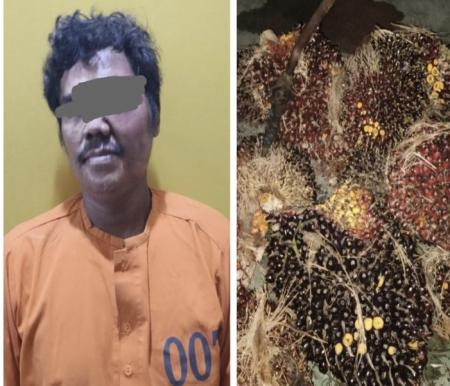 Pencurian Buah Sawit di Ukui Pelalawan, Pelaku Berhasil Ditangkap
